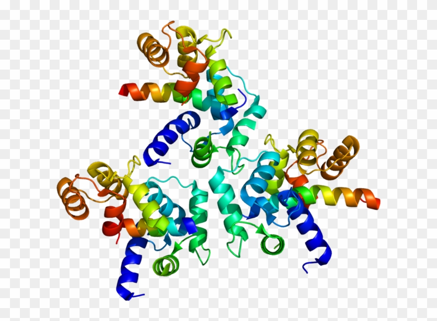 Genomics Cliparts - Human Voltage Dependent L Type Calcium Channel Subunit - Png Download