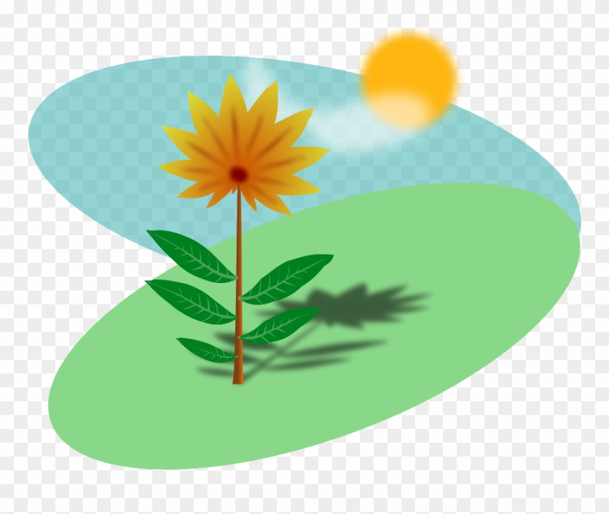 Sunny Field With A Flower - Sunlight On Plants Clipart - Png Download