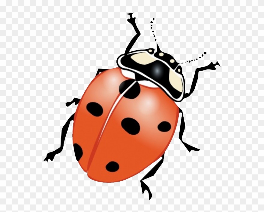 Graphic Freeuse Stock Beetle Clipart June Bug - Lady Bug Clip Art Black And White - Png Download