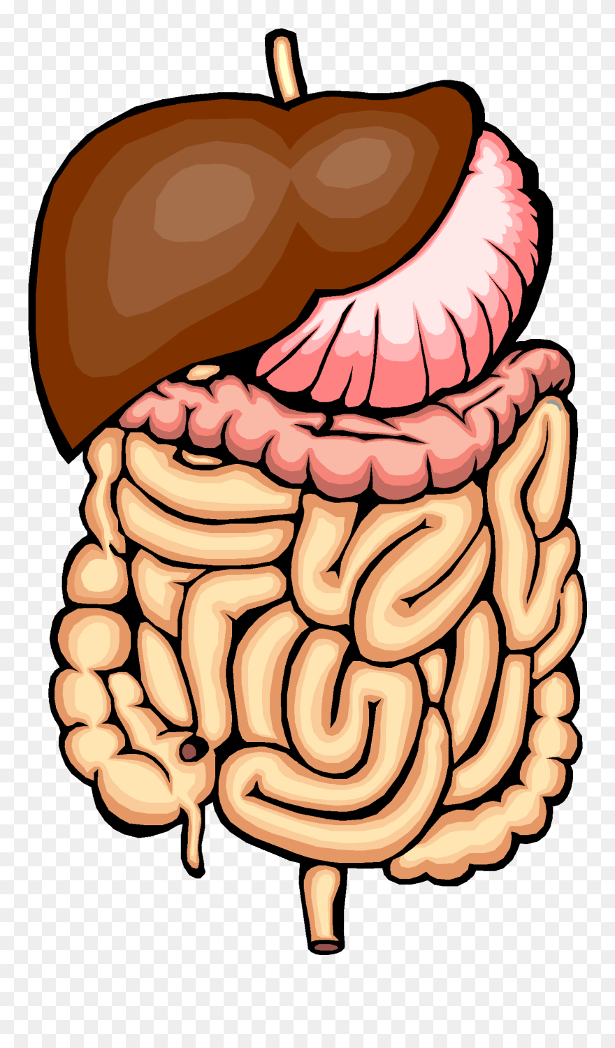 Clip Art Horse Carriage - Digestion Of Food Chemical Change - Png Download