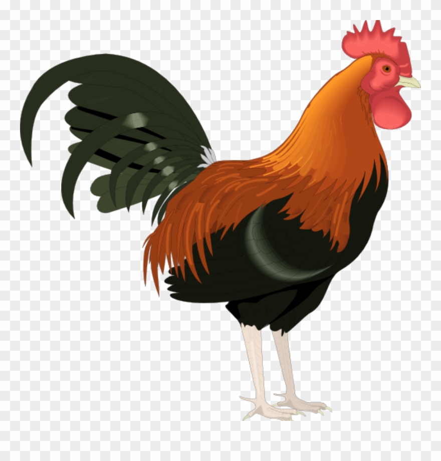 Rooster Cliparts - Rooster Clipart - Png Download