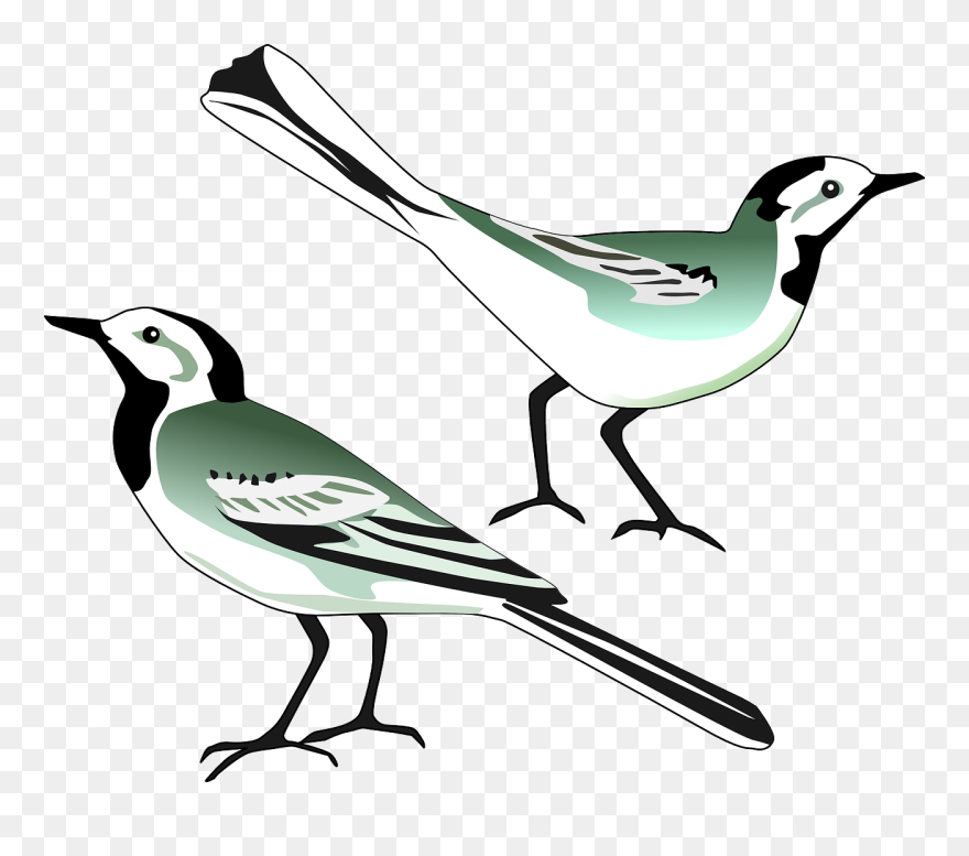 Free White Wagtail - Klip Art Burung Clipart