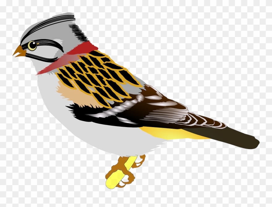 All Photo Png Clipart - Gold Finch Shower Curtain Transparent Png