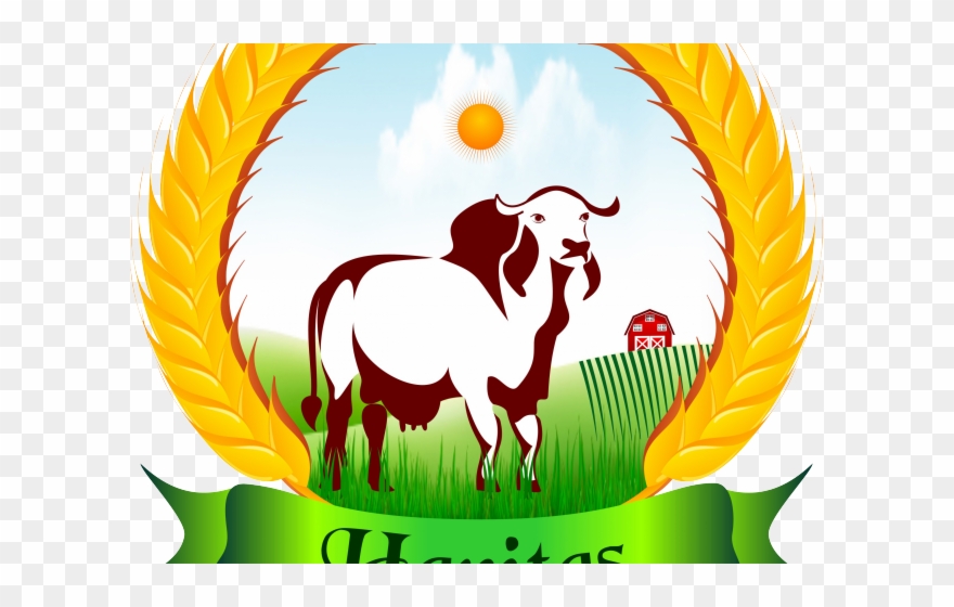 Bull Clipart Gir Cow - Cattle - Png Download