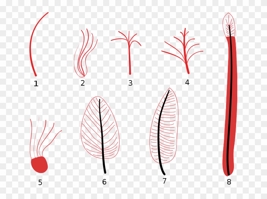 Feather Stages Diagram - Feather Stages Clipart