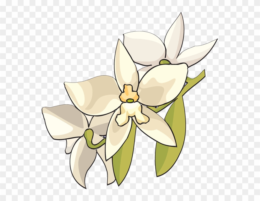 Flower Clip Art Panda Free Images - White Orchid Flower Clip Art - Png Download