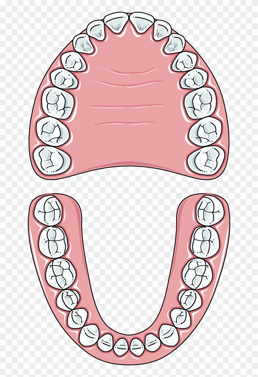 Adult Servier Medical Art Free Images Download - Servier Clipart
