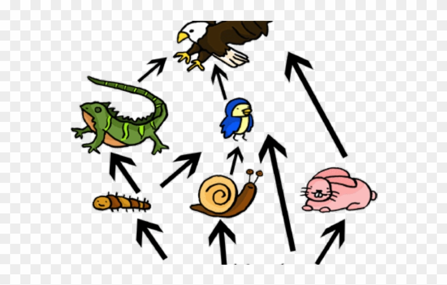 Cricket Clipart Secondary Consumer - Food Chain And Food Web - Png Download