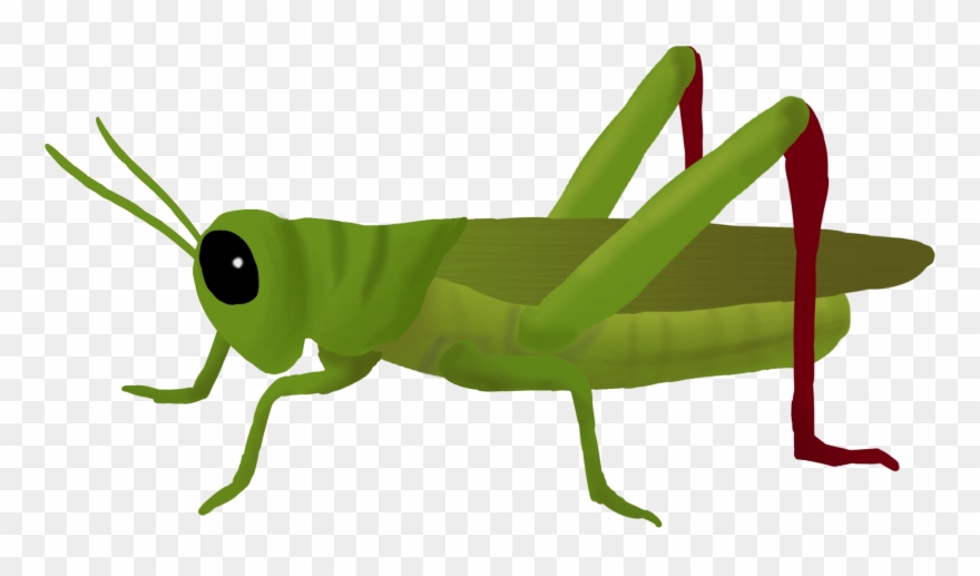 Grasshopper Clipart Mart - Grasshopper Png Transparent Png