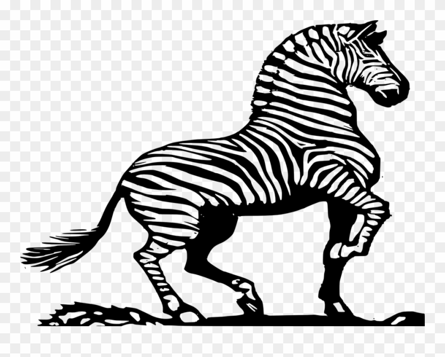Zoo Clipart Black - Zebra In Black And White - Png Download