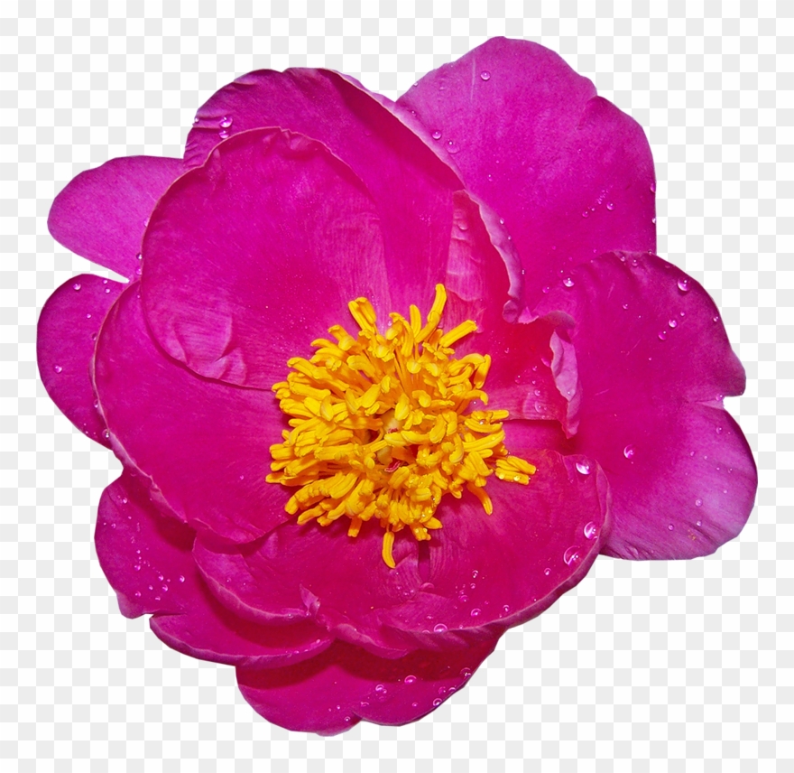 Png Kark Sayfa S Slemek In I - Common Zinnia Clipart