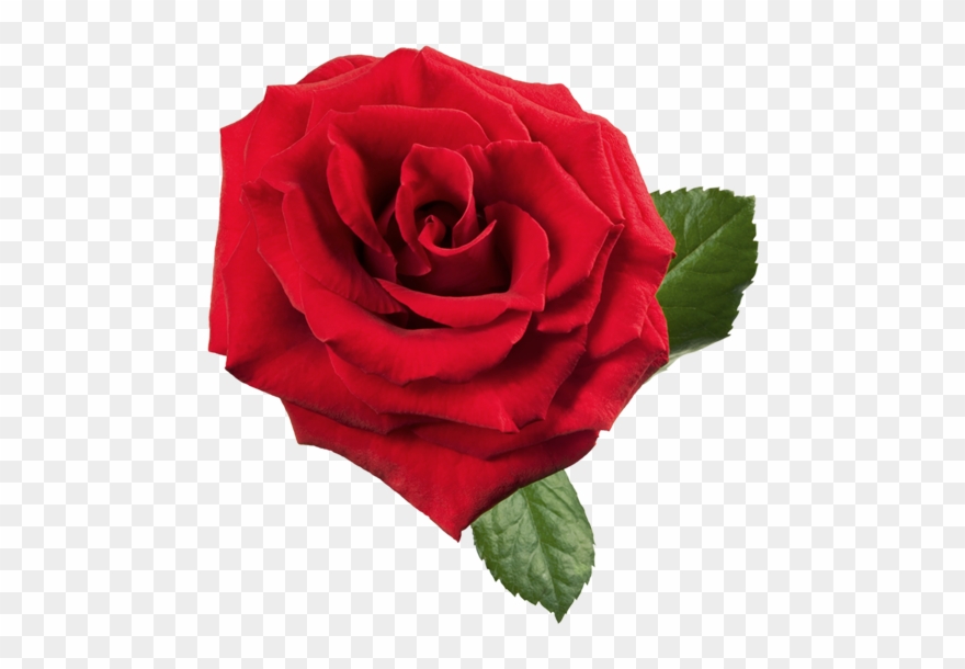 Clip Art Red Rose Rose Psd Png Download 304007 Pinclipart