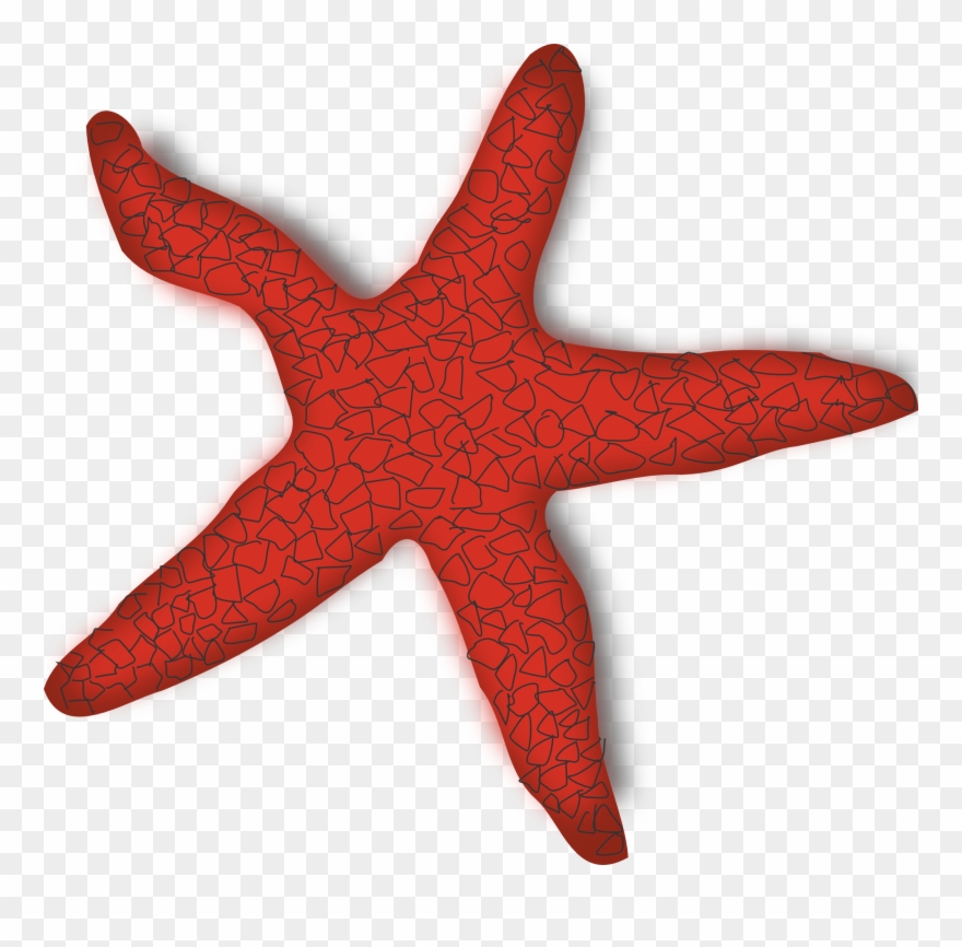 Clipart Starfish - Sea Star Clipart - Png Download