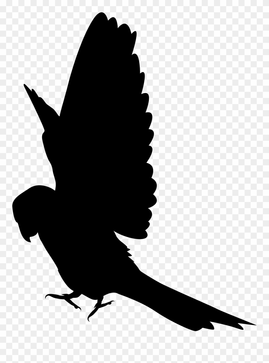 Parrot Clipart - Png Download
