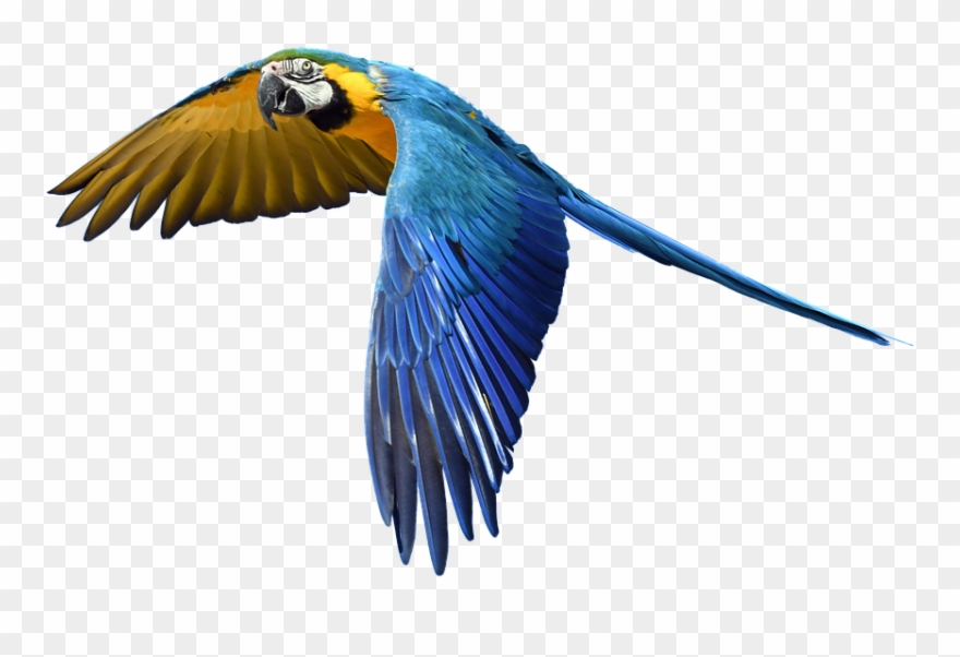 Free Photo Fly Flight Colorful Isolated Parrot - Flying Bird Royalty Free Clipart