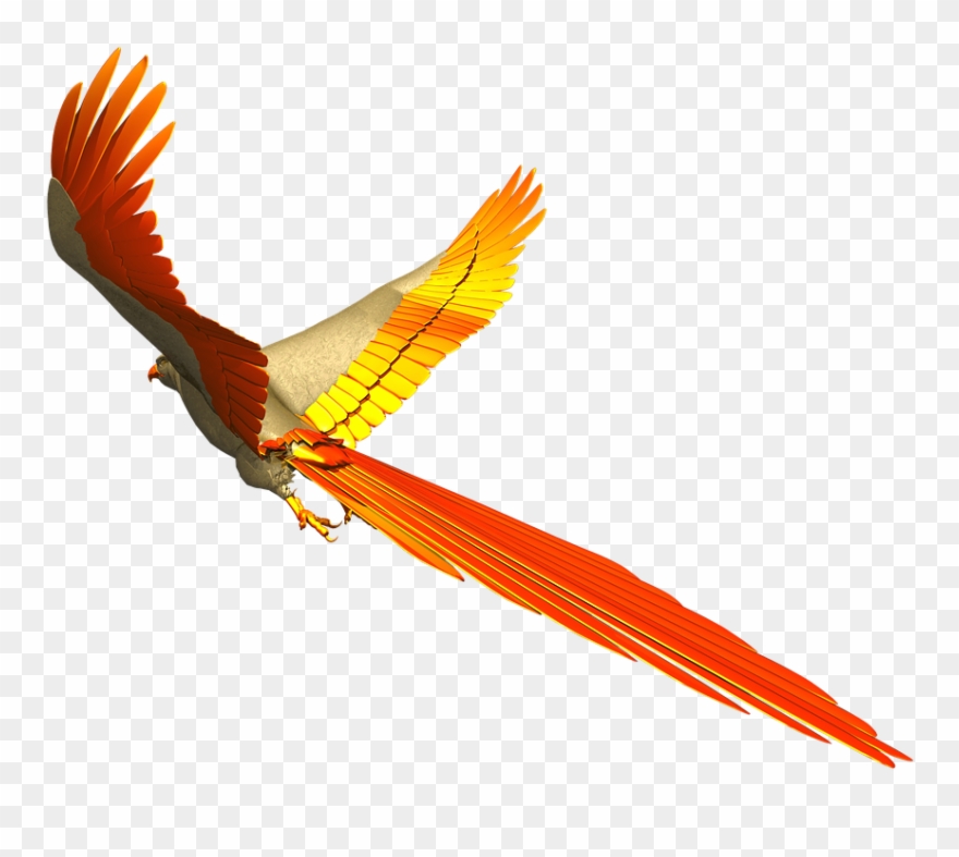 Free Photo Fly Colorful Parrot Isolated Flight - Paradijs Vogel Transparent Background Png Frame Clipart