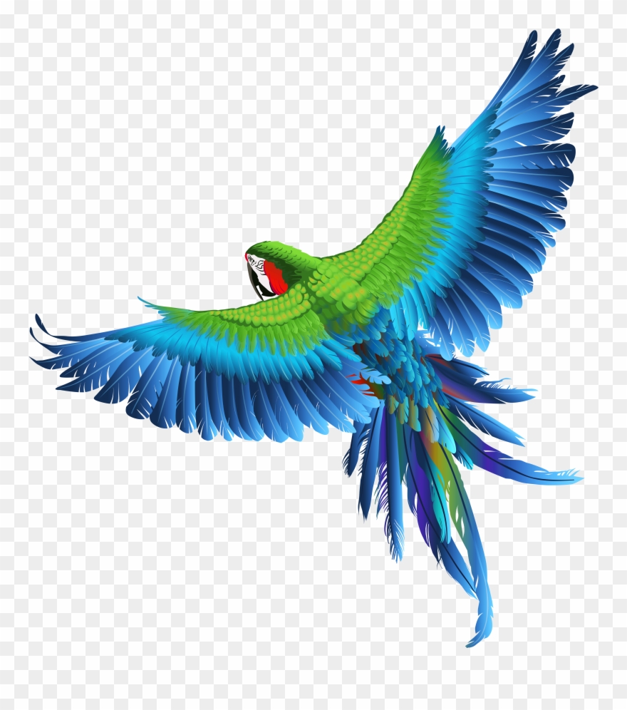 Transparent Parrot Clipart Picture - Birds Png Transparent Background