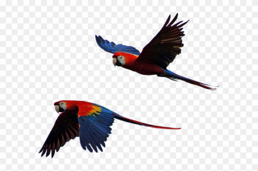 Free Photo Parrot Isolated Parrots Flight - Imagenes De Guacamaya Roja Png Clipart