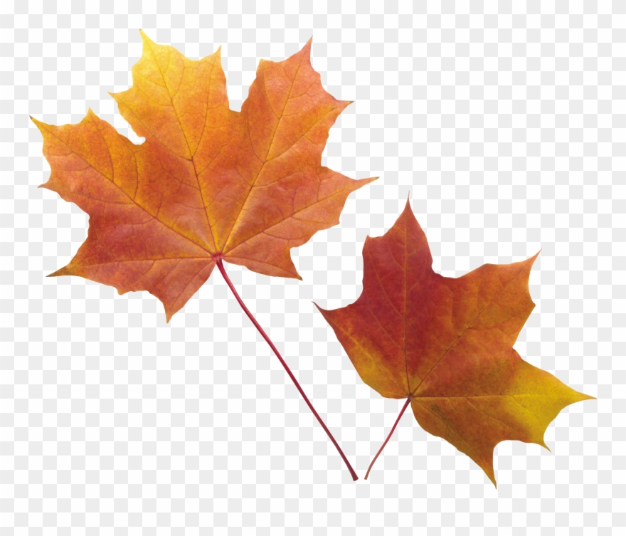 Autumn Leaves Clipart Orange Leaf - Autumn Leaves Illustration Png Transparent Png