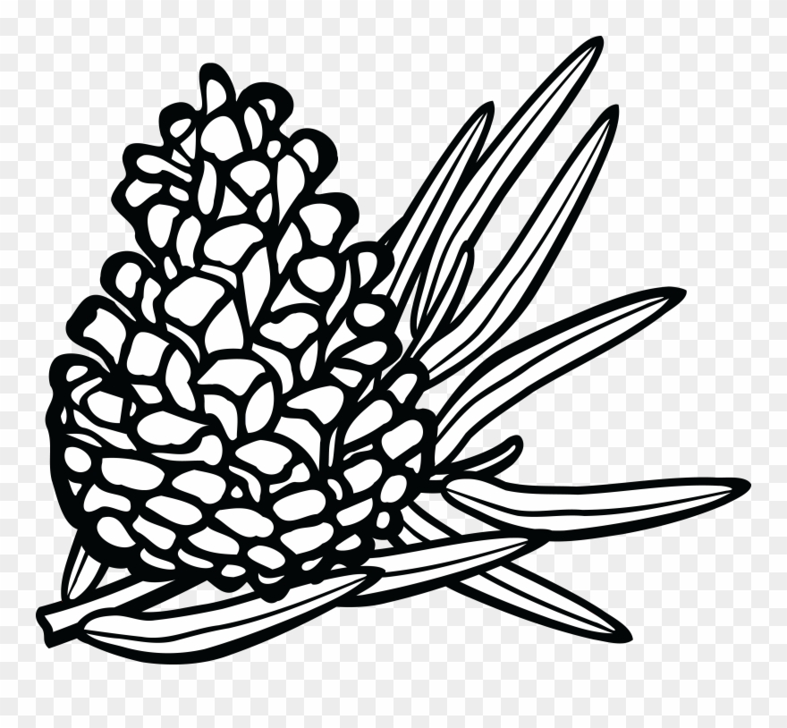 Pinecone Clipart - Coniferous Clipart Black And White - Png Download