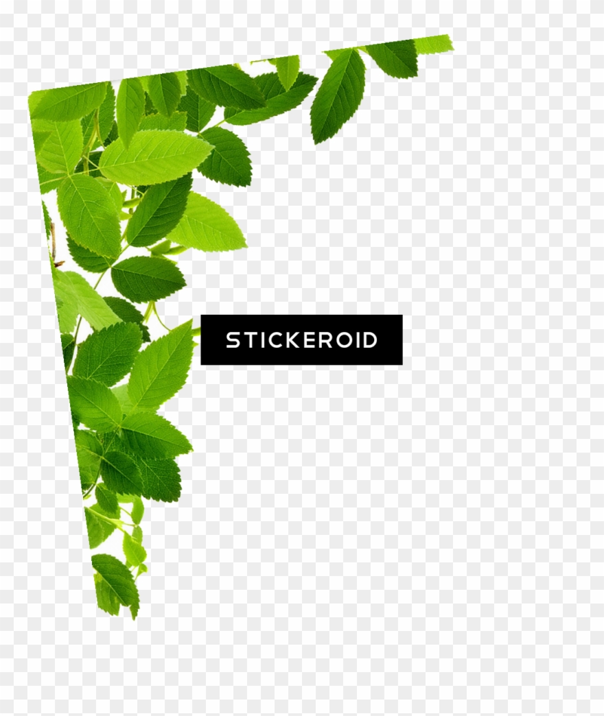 Leaf Frame Border Frames Clipart