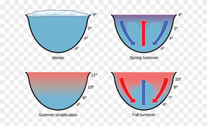 Nurient Recycling In Freshwater Systems Clipart