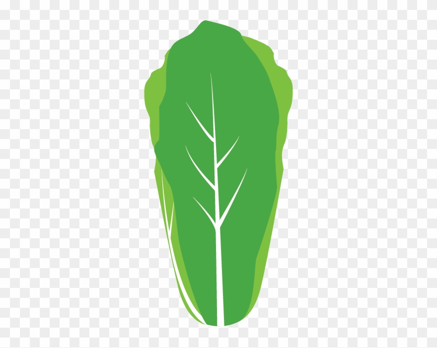Romaine Lettuce Clipart