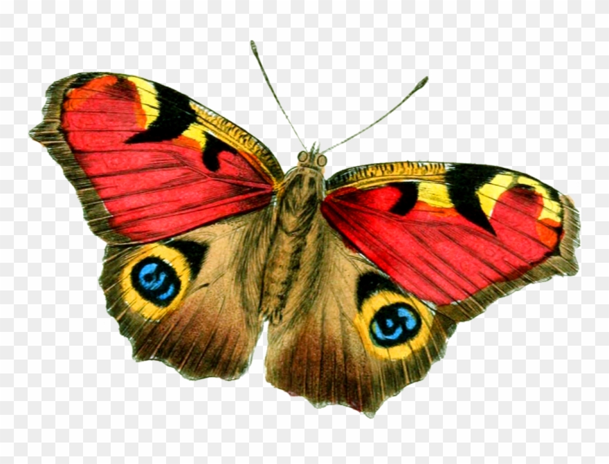 Butterfly Png Clipart Yellow And Green Transparent