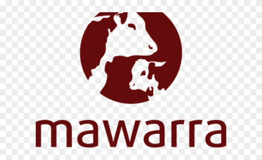 Cattle Clipart Polled Hereford - Png Download