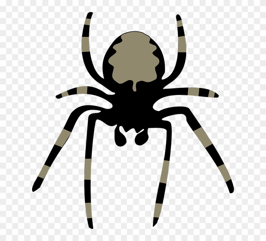 Spider Insect Arachnoid Clipart