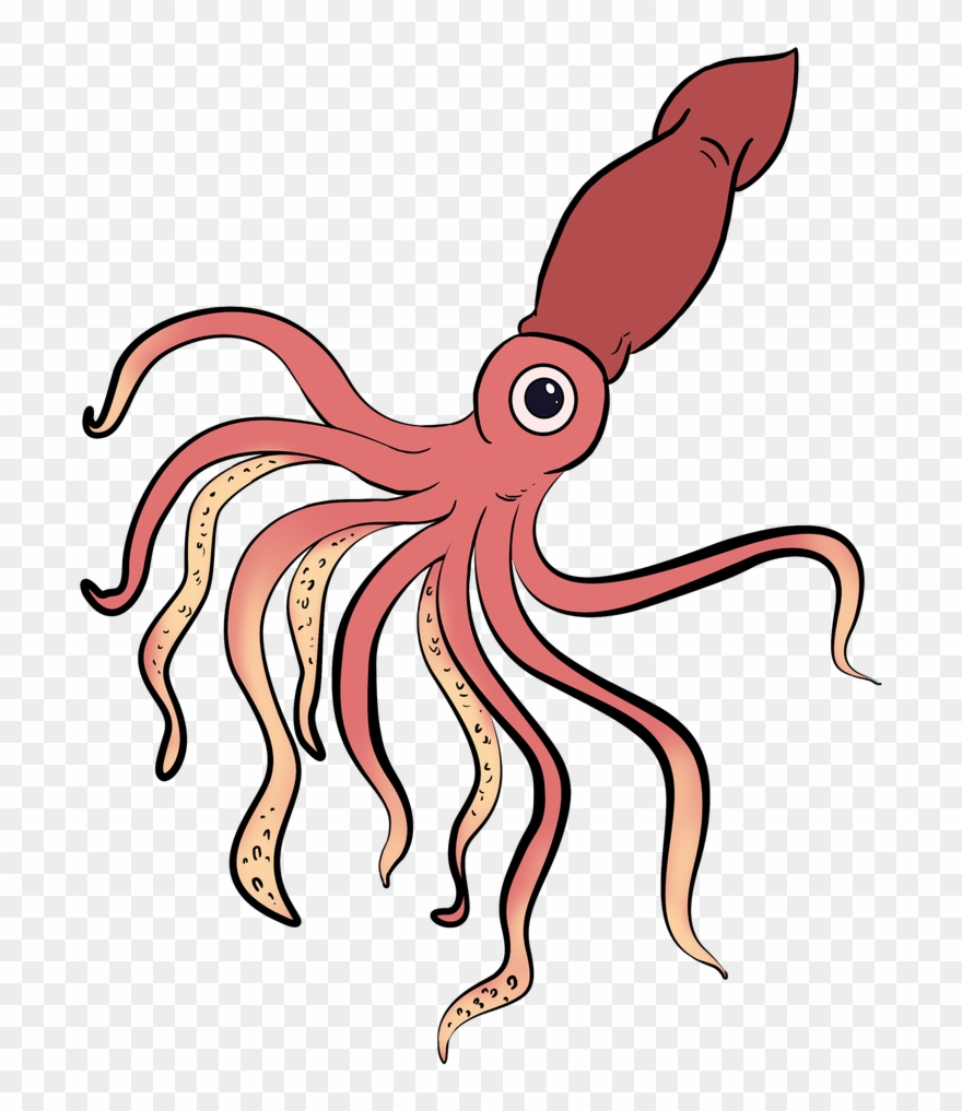 Guides On Twitter A Beautiful Squid Is Clipart