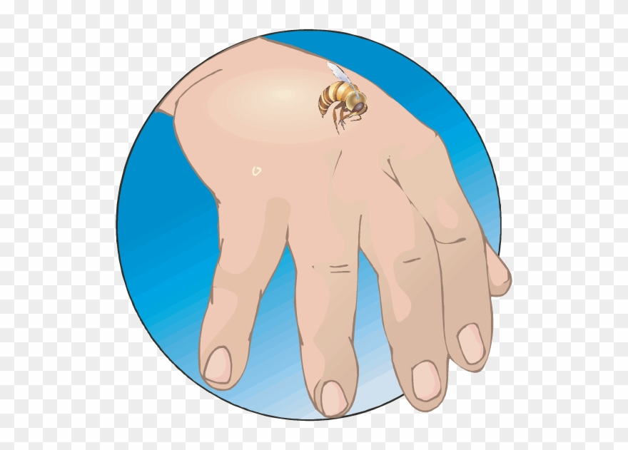 Bees Do Not Sting As An Aggressive Act Clipart