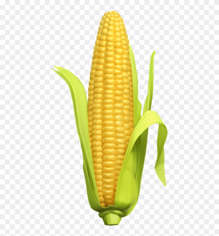 Free Png Download Corn Png Images Background Png Images Clipart
