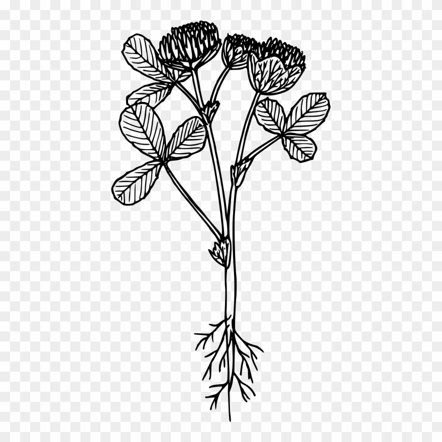 Trifolium Cyathiferum Computer Icons Clipart