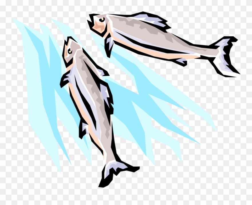 Vector Illustration Of Spawning Salmon Fish Swimming Clipart