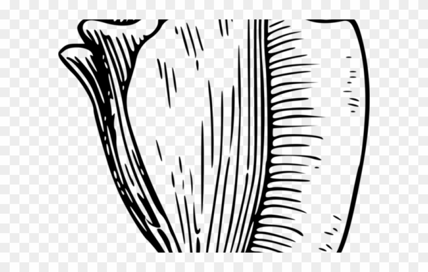 Shell Clipart Beach Wedding - Png Download