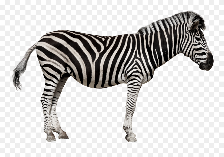Zebra Png Image Hd Clipart