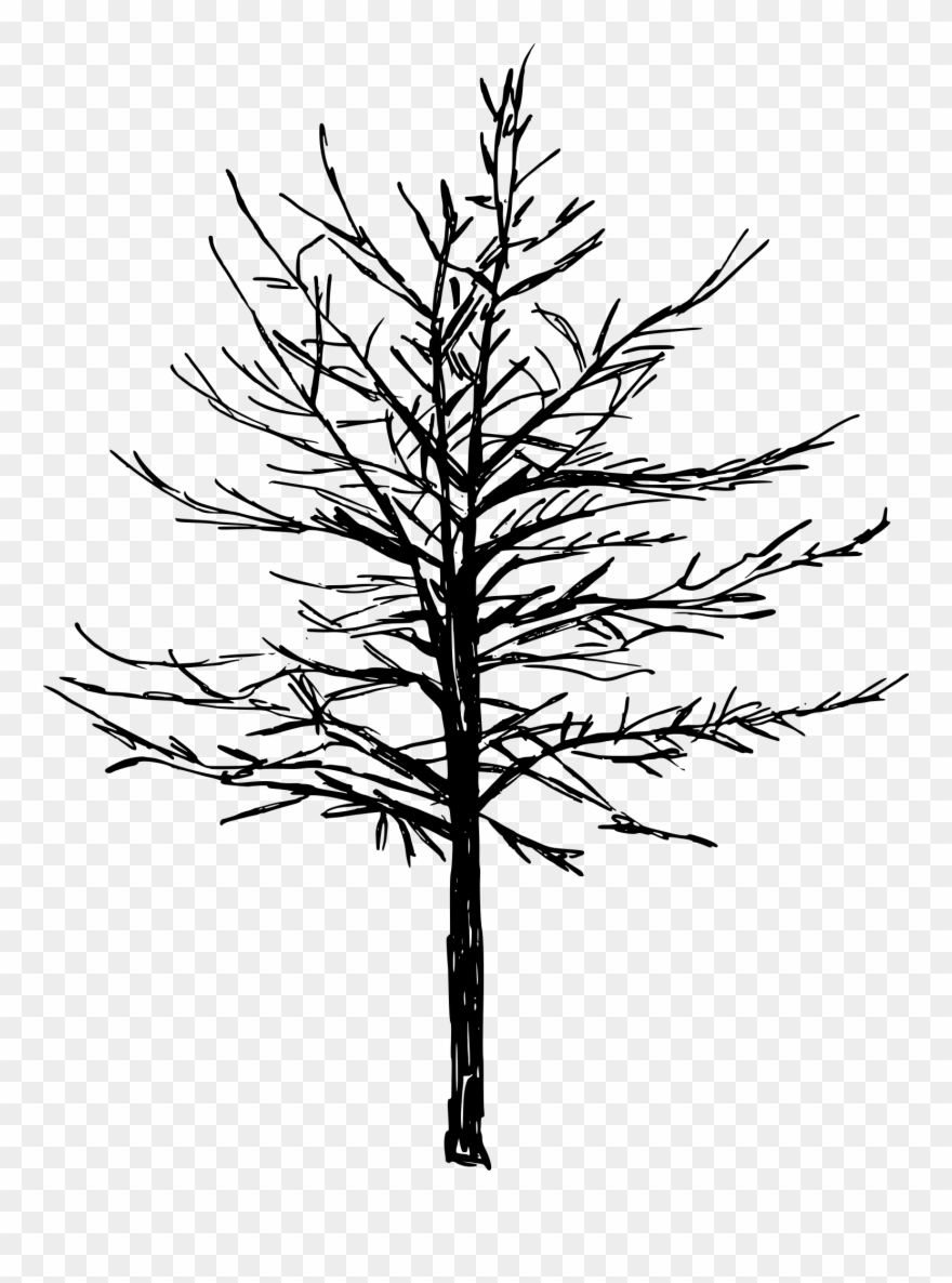 Tree Png Transparent Clipart
