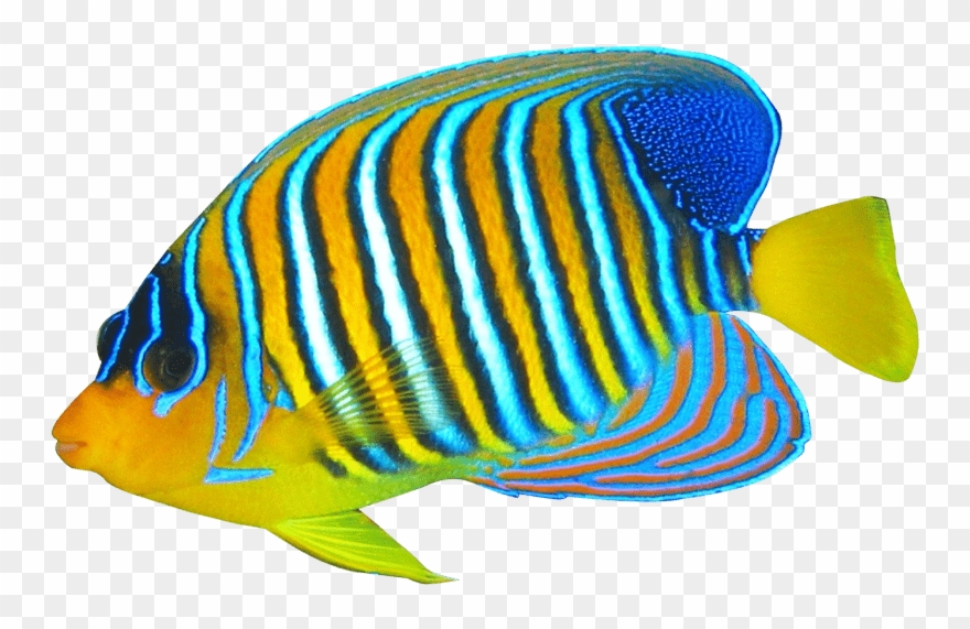 Angelfish Free Images Toppng Clipart