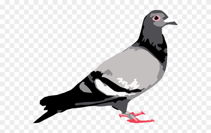 Staple Pigeon Clipart