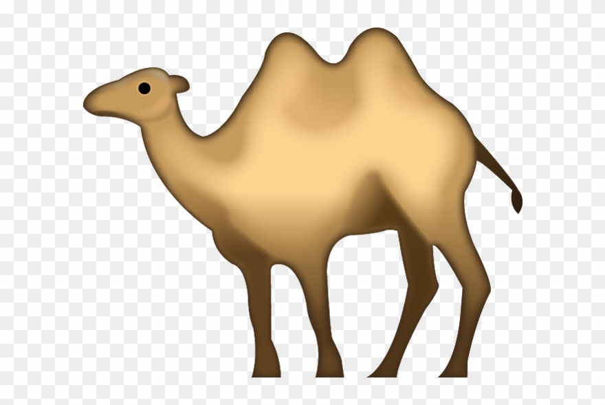 Camel Animal Transparent Png Images Free Download 004 Clipart