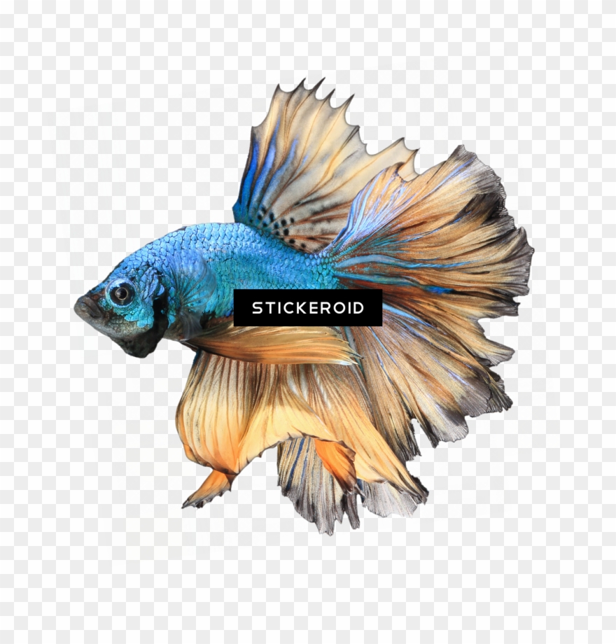 Betta Animals Fish Clipart