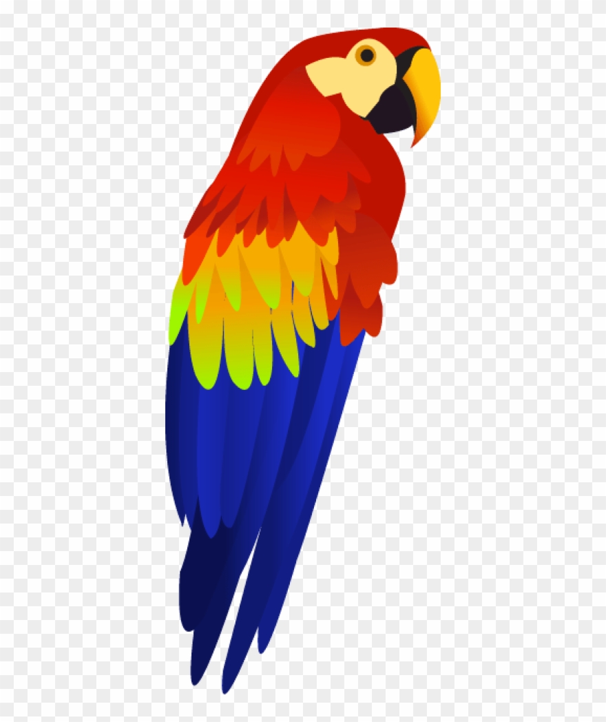 Colorful Parrot Png Images Download Clipart