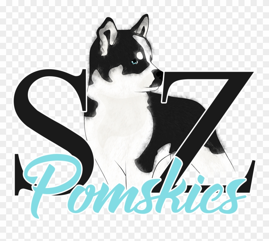 Husky Clipart Pomsky - Png Download