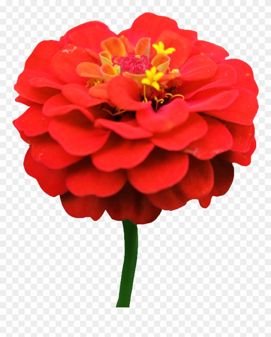 Png Image With Transparent Transparent Background Clipart