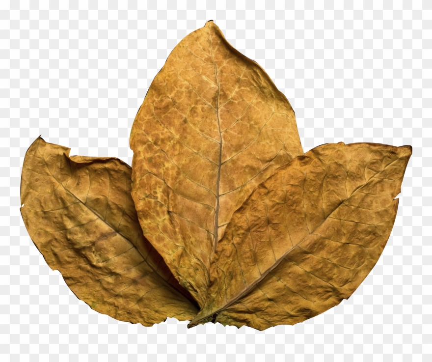 Tobacco Leaf Clipart