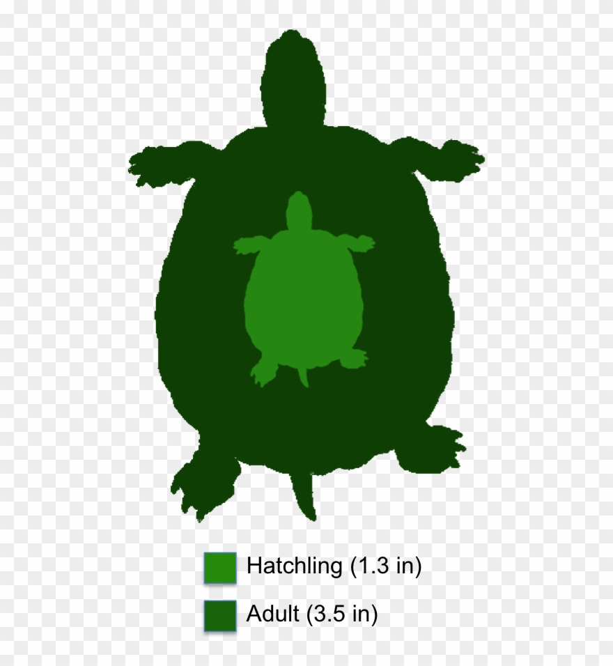 The Shaded Region Represents The Range Of The Bog Turtle Clipart