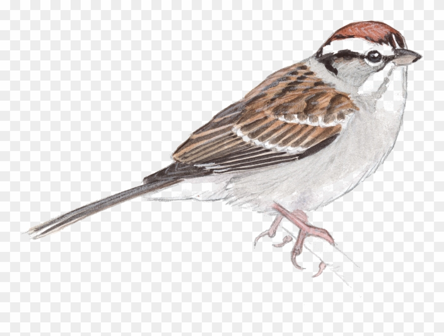 Sparrow Png Transparent Images Clipart