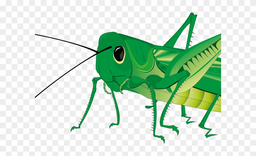 Locust Clipart Katydid - Png Download