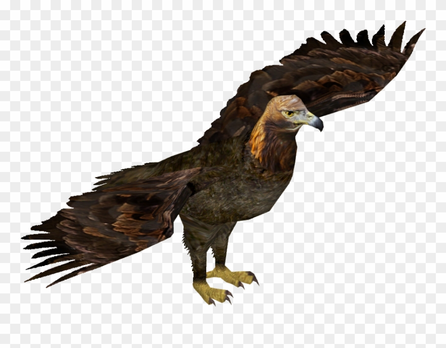 Golden Eagle Bahia Zt Clipart